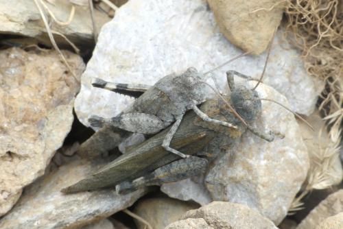 Réf. 239 262 : Oedipoda coerulea
